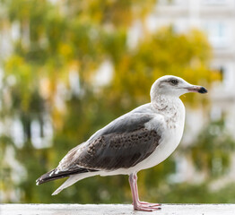 Young Seagull on a Balcony in Latvia