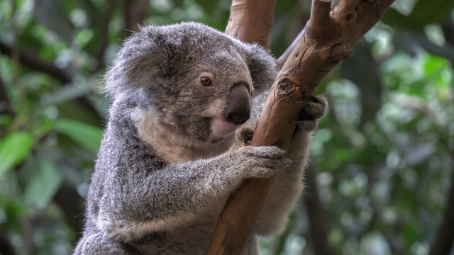 koala, sitting in a tree, facing the camera at blackbutt nature reserve