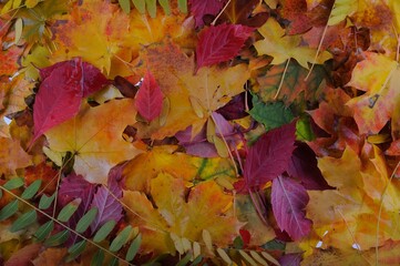 Multicolored autumn maple leaves as background.
