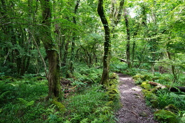 a refreshing spring forest with a path