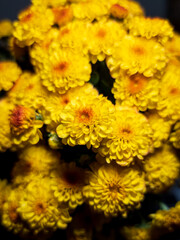 yellow chrysanthemum flower background