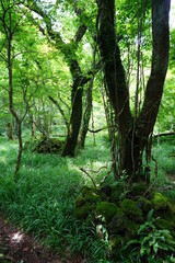 a lively dense forest in springtime