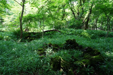 a lively dense forest in springtime