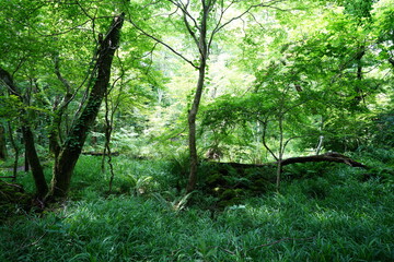 a lively dense forest in springtime