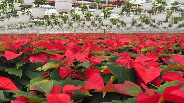 Growing Poinsettia Flowers In Large Commercial Greenhouse. Camera Slide And Pan In Front Of Plants Layer Turning Red For The Holidays Season.