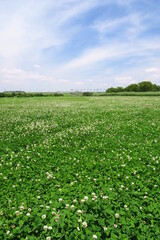 白詰め草一面に咲く江戸川河川敷の野原風景