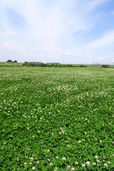 白詰め草一面に咲く江戸川河川敷の野原風景