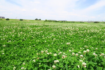 白詰め草一面に咲く江戸川河川敷の野原風景