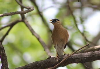 red backed shrike