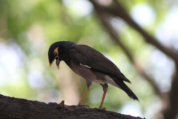 Common Myna Potrait