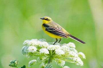 ツメナガセキレイ夏羽(Yellow wagtail)