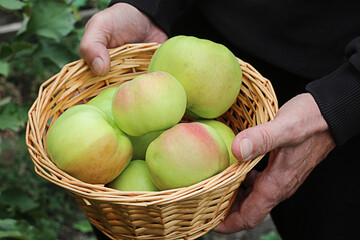 In a man's hand a basket of ripe apples. Farmer holding basket in hands on background.
