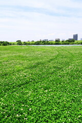 タイヤ跡の残る白詰め草咲く初夏の江戸川河川敷風景
