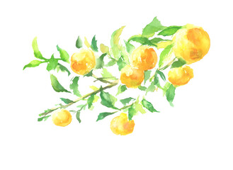 水彩で描いた柚と枝葉のイラスト