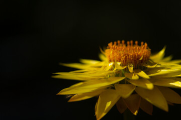 Xerochrysum Viscosum , the Paper Daisy a yellow flower