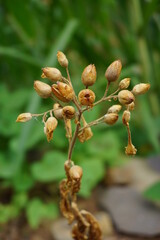 Nicotiana (tobacco plants) plant with a natural background