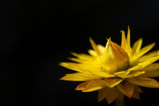 Xerochrysum Viscosum , the Paper Daisy a yellow flower