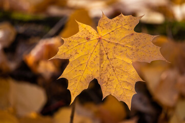 autumn maple leaves