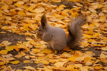 squirrel in autumn
