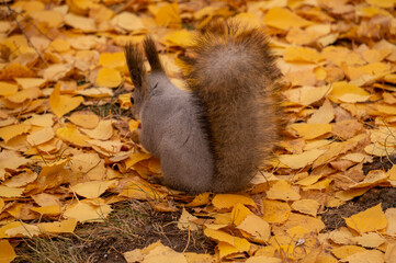 squirrel in autumn