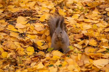 squirrel in autumn park
