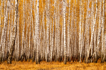 Autumn birch forest
