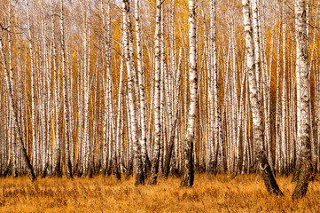 Autumn birch forest
