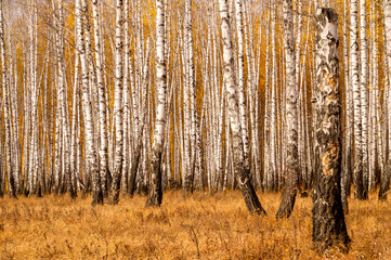 Autumn birch forest