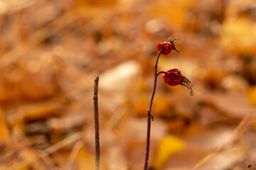 rosehip in autumn