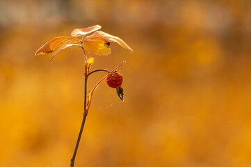 rosehip in autumn
