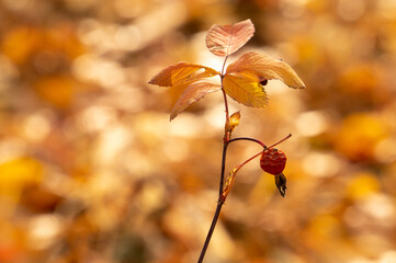rosehip in autumn