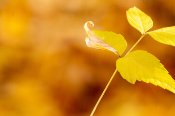 autumn leaves on a tree