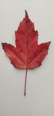leaf, autumn