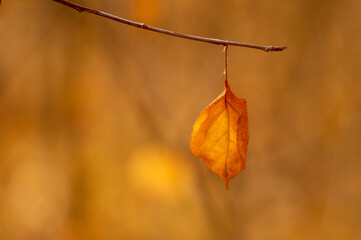 autumn leaves on the tree