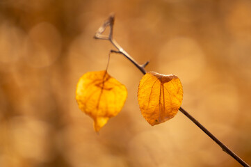 yellow autumn leaves