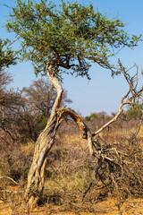 Typical African landscape setting image for background use