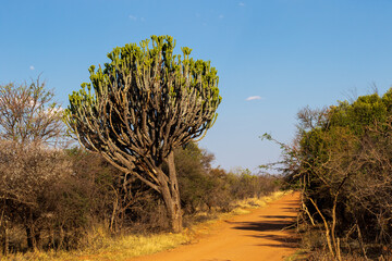 Typical African landscape setting image for background use