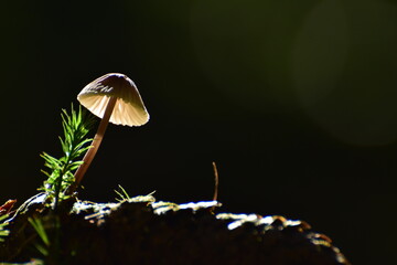 Pilz auf Kiefernzapfen