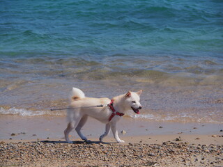 海辺を走るわんこ