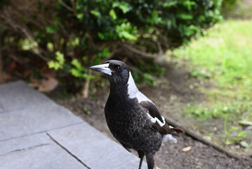 Close up of an Australian magpie as it stands on the tiles of a veranda, with a garden in the background