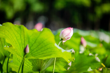 A lotus flower in early puberty, buds