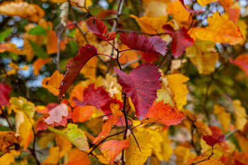 Fototapeta na wymiar Multicolored autumn dressed in hawthorn leaves. Hawthorn leaves take on different colors in the fall. They can be used for cooking decoctions that lower blood pressure. 