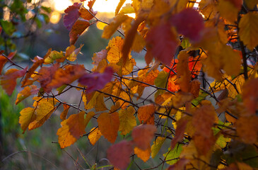 Multicolored autumn dressed in hawthorn leaves.
Hawthorn leaves take on different colors in the fall. They can be used for cooking decoctions that lower blood pressure.
