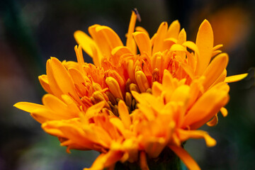 Marigolds are beautiful autumn flowers.
Marigolds complement the Golden Autumn range with their yellow color.
It is an ornamental and medicinal plant.
