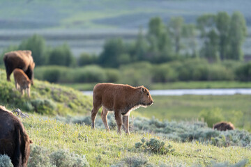 Bison Calf
