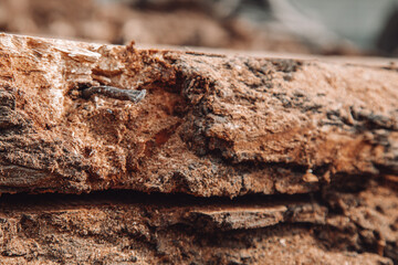 Close up of metal object stuck in the tree trunk