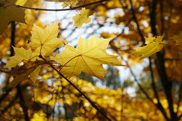 Light through a maple leaf in the forest in autumn
