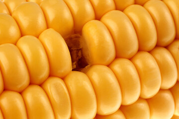 Sweet yellow corn cob