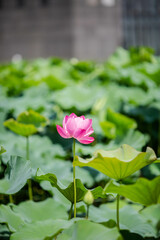 Lotus flower and Lotus flower plants