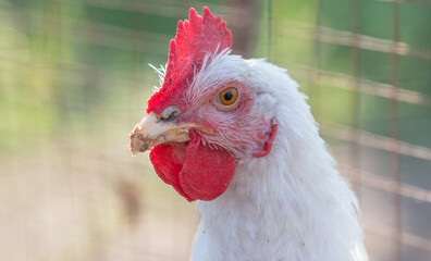 Portrait of a white hen on the farm.